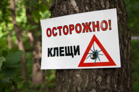 Защита от клещей